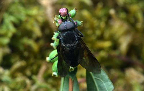 Dasyrhamphis ater